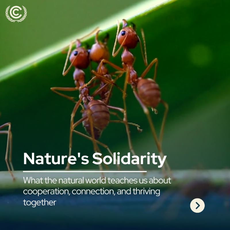 UNFCCC's tweet photo. This #MotherEarthDay, nature offers us profound lessons in cooperation and resilience. 

These natural systems demonstrate the power of working together, embodying the indigenous Brazilian wisdom of 'mutirão', where a community comes together to work on a shared task.
