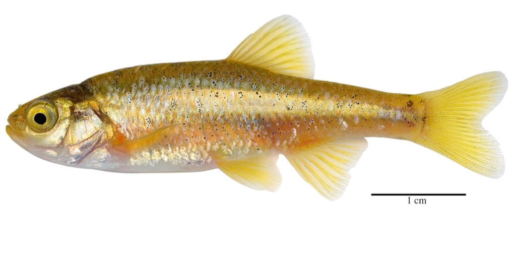 U.S. Fish and Wildlife Service (@usfws) on Twitter photo Meet the Least Chub. If this native desert fish had one wish, it'd be to replace its op: non-native mosquitofish. Kaitlyn Purington & Chance Broderius from <a href="/UtahDNR/">Utah Department of Natural Resources</a> offer a state perspective on its public value: fws.gov/fish-of-the-we…
📷 Mark Henry Sabaj (CC BY-NC 4.0) Meet the Least Chub. If this native desert fish had one wish, it'd be to replace its op: non-native mosquitofish. Kaitlyn Purington & Chance Broderius from <a href="/UtahDNR/">Utah Department of Natural Resources</a> offer a state perspective on its public value: fws.gov/fish-of-the-we…
📷 Mark Henry Sabaj (CC BY-NC 4.0)
