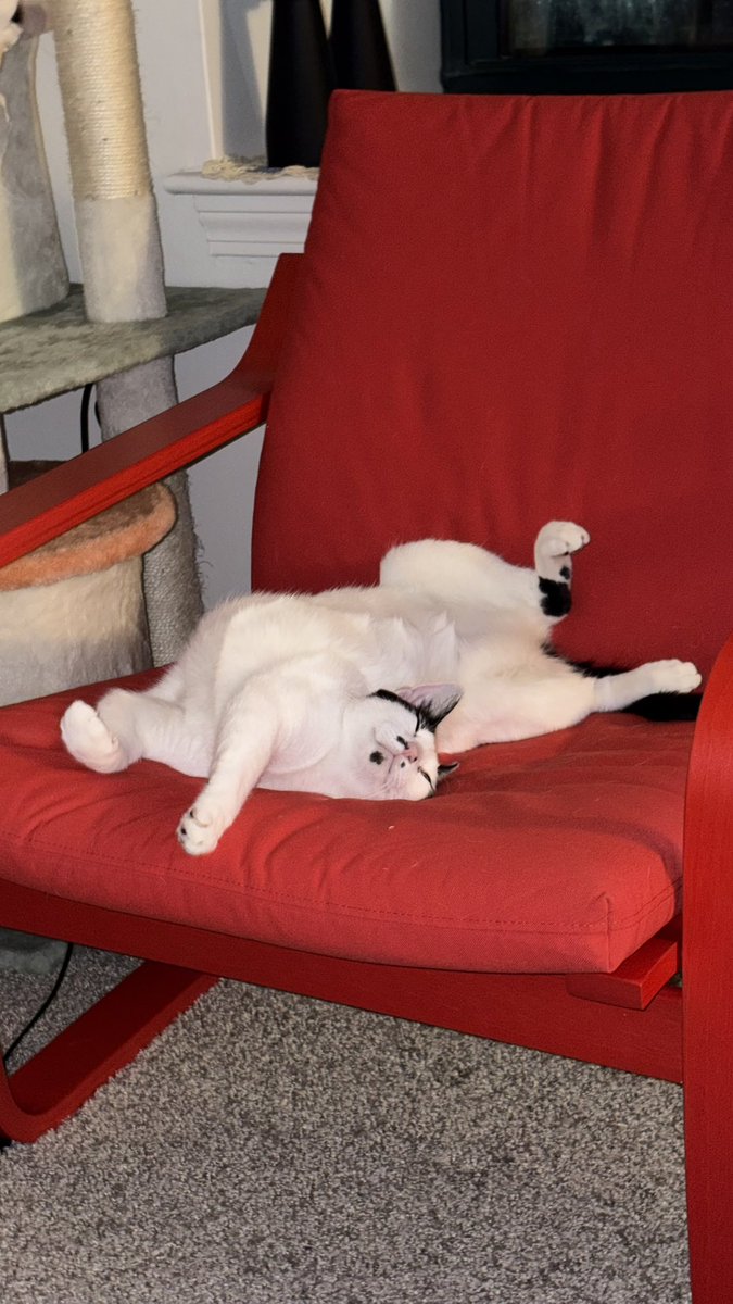 bingo crowley tweet media