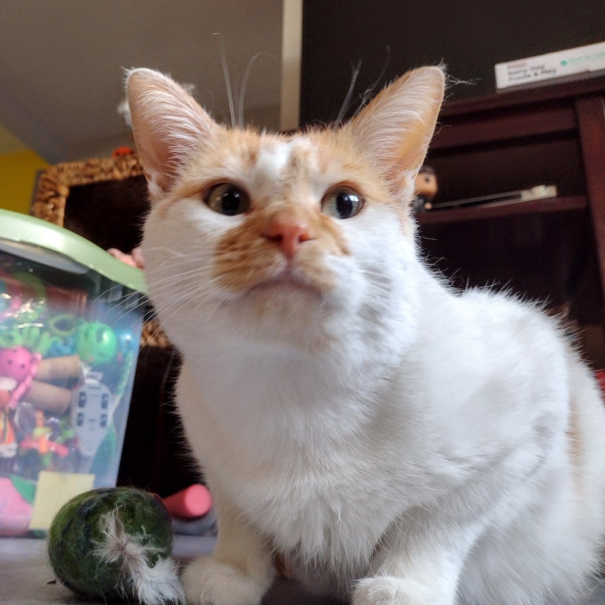 FartyCheddarCat's tweet photo. Wif oshins blu
And gwass gween
Da erff be speshil
Keep it kleen!
Be gwateful for
All dat it gibs
Cuz dis da only
Place we livs
#CheddarPoetry #EarthDay #Erff #DaErffBeryImportint #BuryYorPoopyWenPoopyingOutside https://t.co/PFUF7d4FyE