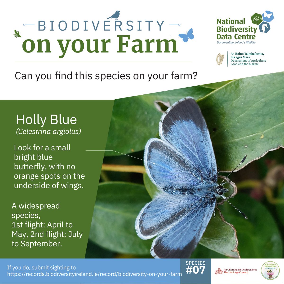Species #7: Holly Blue Butterfly  

A small blue butterfly, that stays close to hedgerows that contain Holly and Ivy. It should be the only blue butterfly flying just now.  

Record your sightings: bit.ly/4a4dSRD

#farmlandbiodiversity