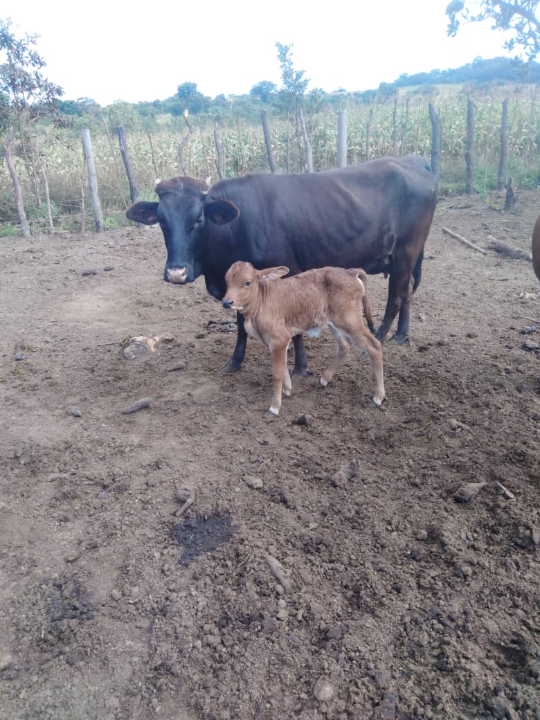 Mashona /Brahman cross!!!