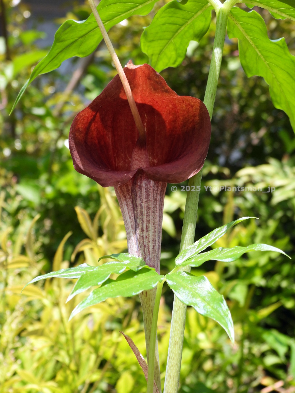 Arisaema cf. scortechinii【LA0719-02】