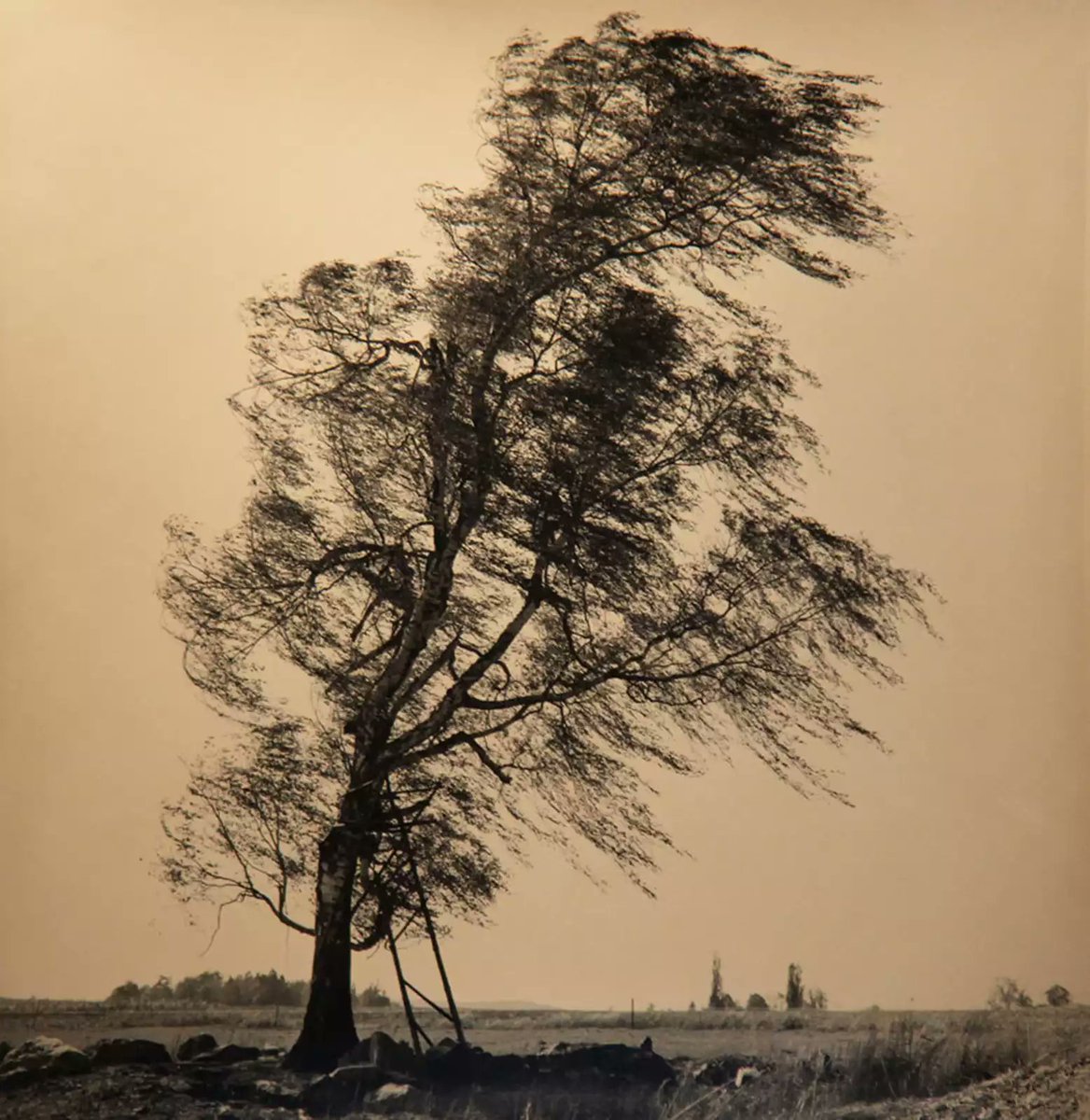 Tree with Wind, Czech Republic, 2004 • Rick Chapman •
