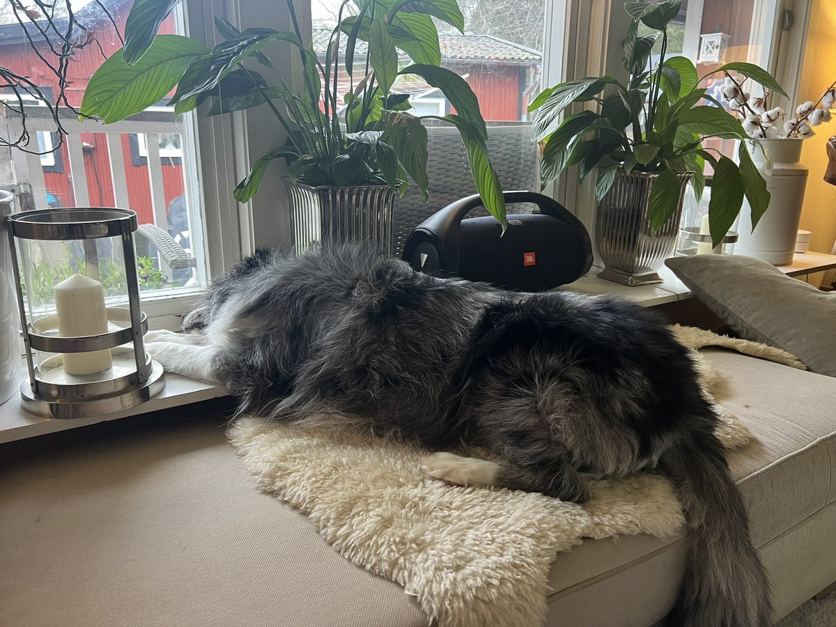 jj🍄🌑🥀✨🖤 tweet media