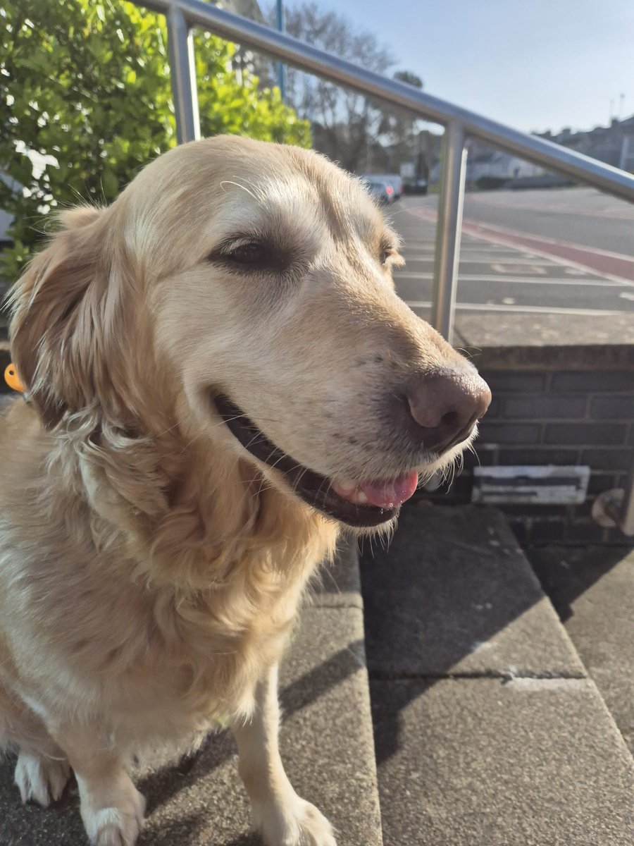 Steve Darling MP (@stevedarlingmp) on Twitter photo Happy 6th Birthday to my incredible Guide Dog, Jennie!
<a href="/RtHonJen/">Rt Hon Jennie</a>
Jennie has been more than a guide dog but faithful companion too!
She deserves all the treats, belly rubs, and love today! Happy 6th Birthday to my incredible Guide Dog, Jennie!
<a href="/RtHonJen/">Rt Hon Jennie</a>
Jennie has been more than a guide dog but faithful companion too!
She deserves all the treats, belly rubs, and love today!