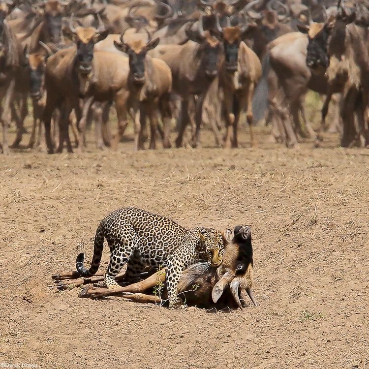 MahakaviDinkar's tweet image. ओ बदनसीब अन्धो! कमज़ोर अभागो,
अब भी तो खोलो नयन, नींद से जागो।