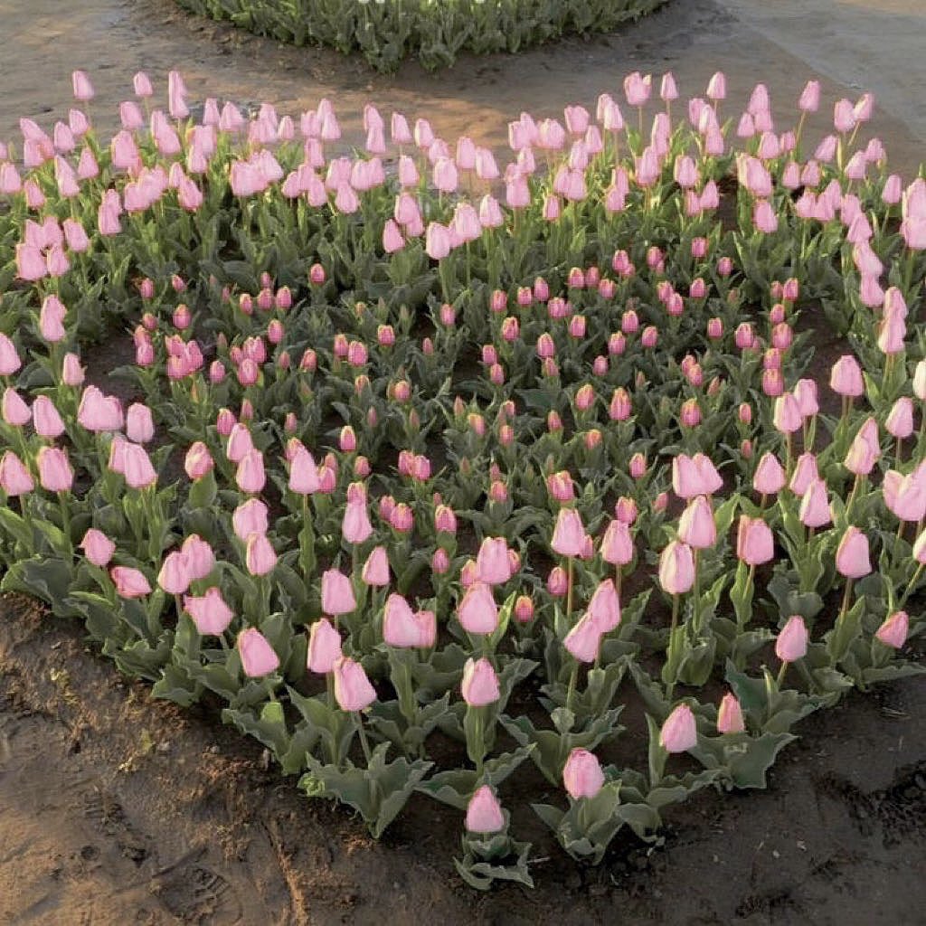tulips doing a heart
