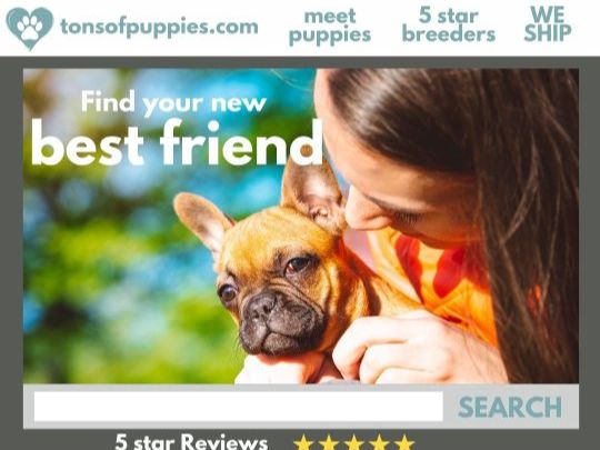 Online Puppy Mills and Lack of Transparency - mailchi.mp/ad2905dcb4e2/l…