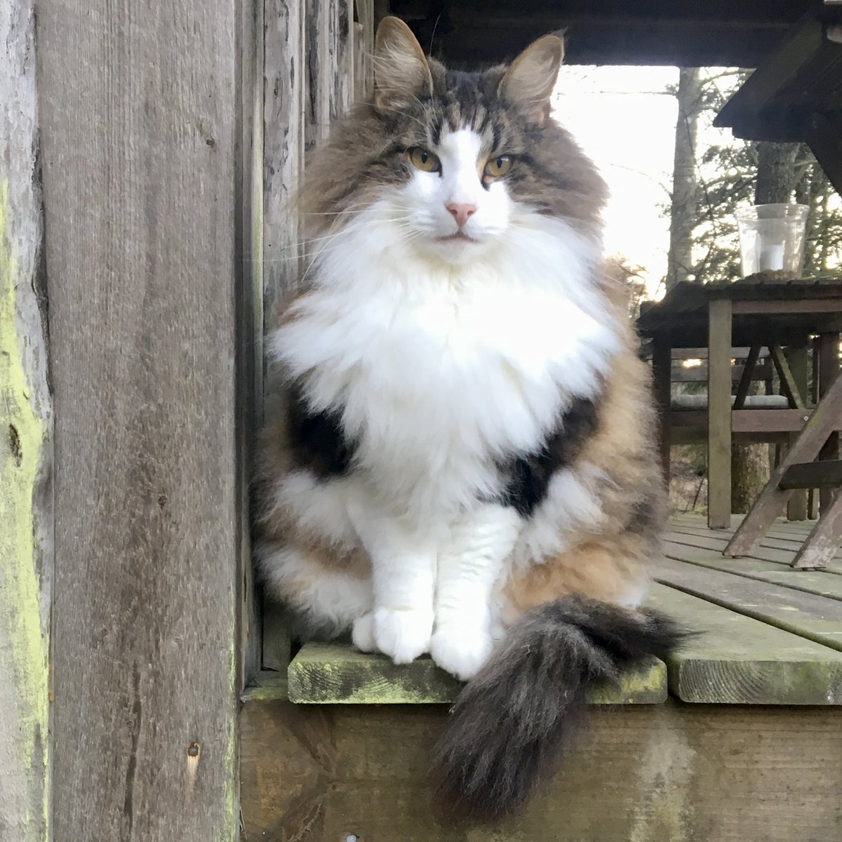 Will Dean tweet media