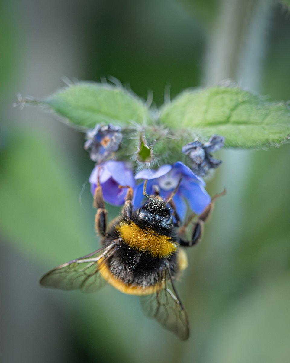 A dusty Buff-tailed bumblebee enjoying the brilliant blue flowers of the Green alkanet, which keeps popping up all over the allotment 🐝🌿

#bee #pollinators #insects #wildlife #naturelovers #nature #TuesdayBlue #NatureBeauty #wildflowers #wildlifephotography #garden #bloom