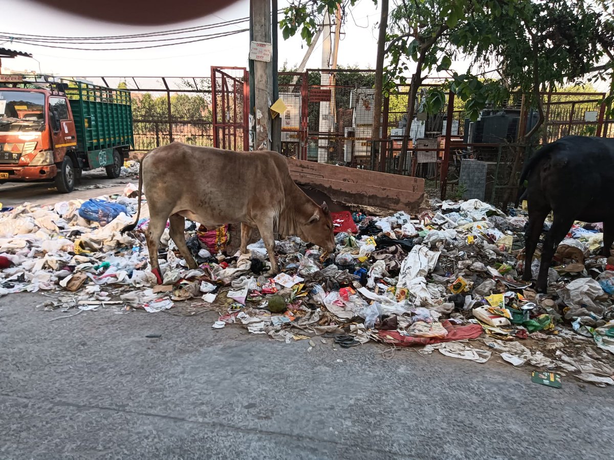 <a href="/gupta_rekha/">Rekha Gupta</a> this is very common in Mehrauli, New Delhi. So called Historic old city of Delhi converting to a dump yard.