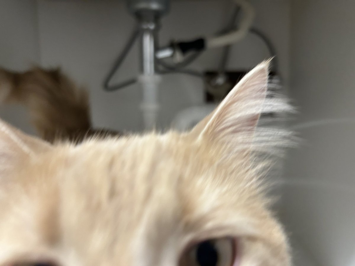 ShrimpTeddy's tweet image. Uppp… yeah…. Ur house is gonna flood sorry