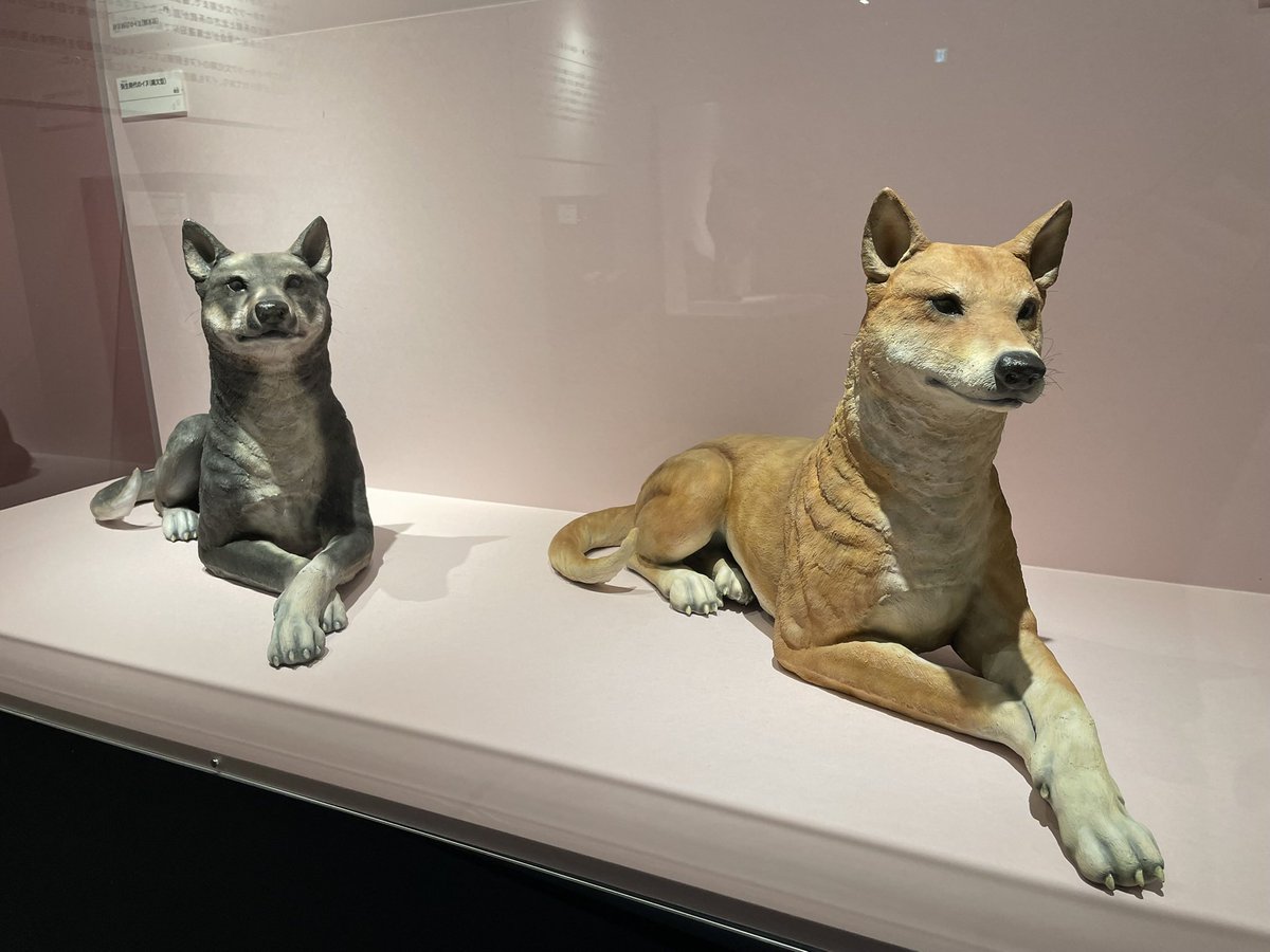古墳時代の犬の復元模型が完成したことがニュースになっています。
本展でも、縄文時代と弥生時代の犬の復元模型を展示しています🐾
骨に残されたDNA情報を基に復元しており、今回が初公開となりました🆕
各模型の横には実際の頭骨も展示しておりますので、ぜひ見比べて見てください✨
#古代DNA展