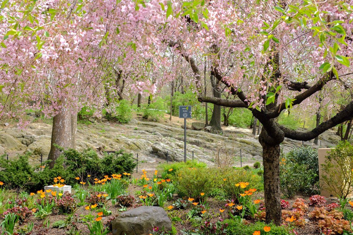 Happy Earth Day NYC! 🌍 Let’s show our parks some love today and everyday. Pick up after yourself, enjoy the beauty, and help keep our green spaces thriving for generations to come!