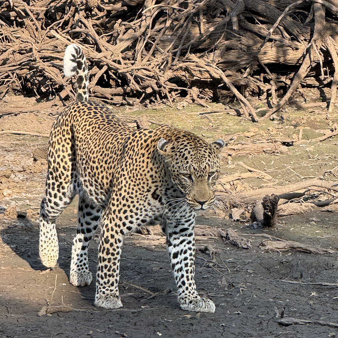 NateyesPhoto's tweet image. We just did our final African safari. I'll be posting photos from this trip over the next several months. I hope you enjoy!!

Male leopard.

#leopard #bigCat #timbavati #nature #africa #naturephotographer #wanderlust #traveltheworld