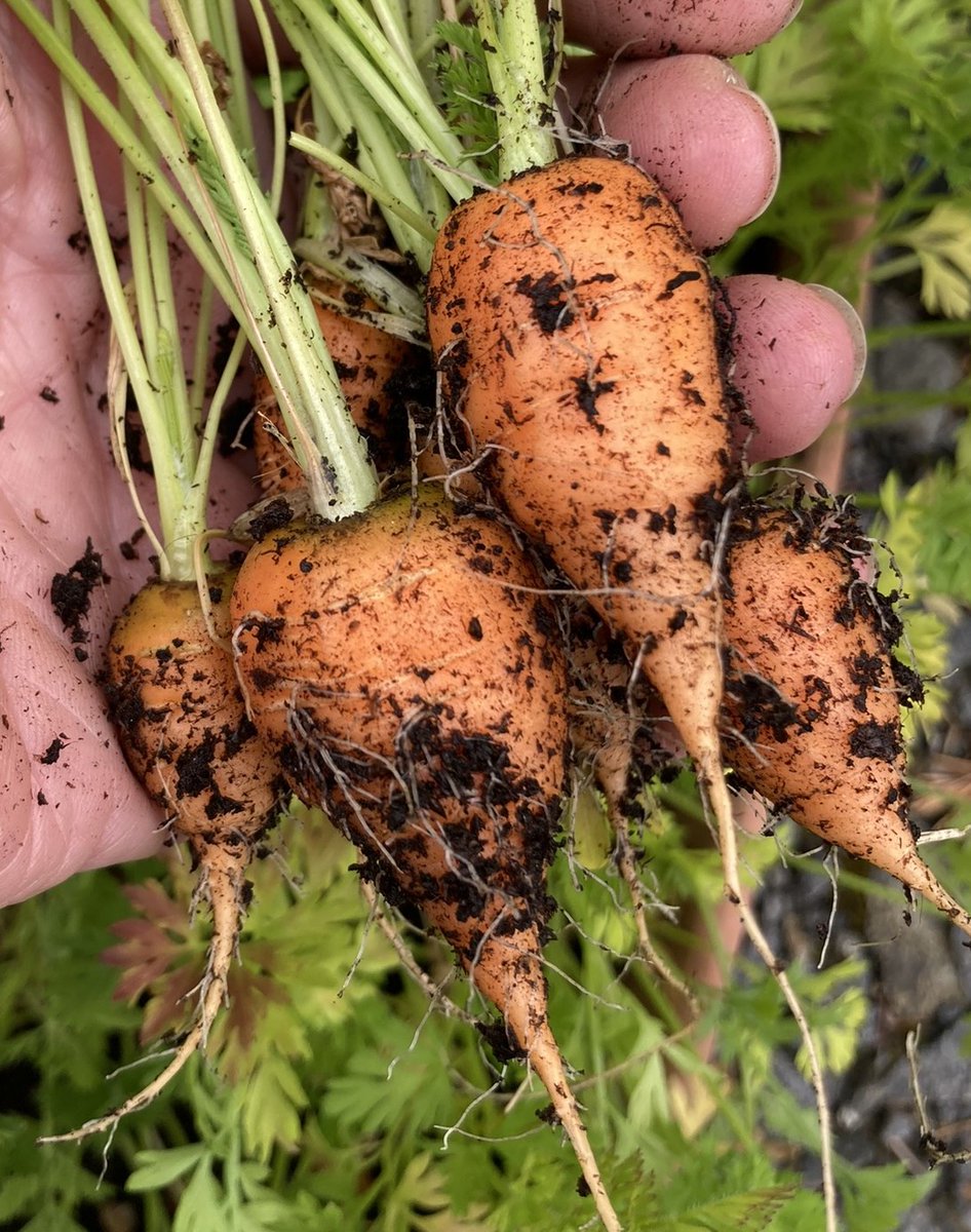 Join us at our upcoming Live Demo: Vegetable Growing for Complete Beginners Part 1!

📅Tuesday 29th April
⏲️2pm
💻on Zoom
🥕Vegetable growing for complete beginners. What to consider -  Seeds, Plug plants etc demystified.
🔗Register now: trellisscotland.org.uk/civicrm-event/…