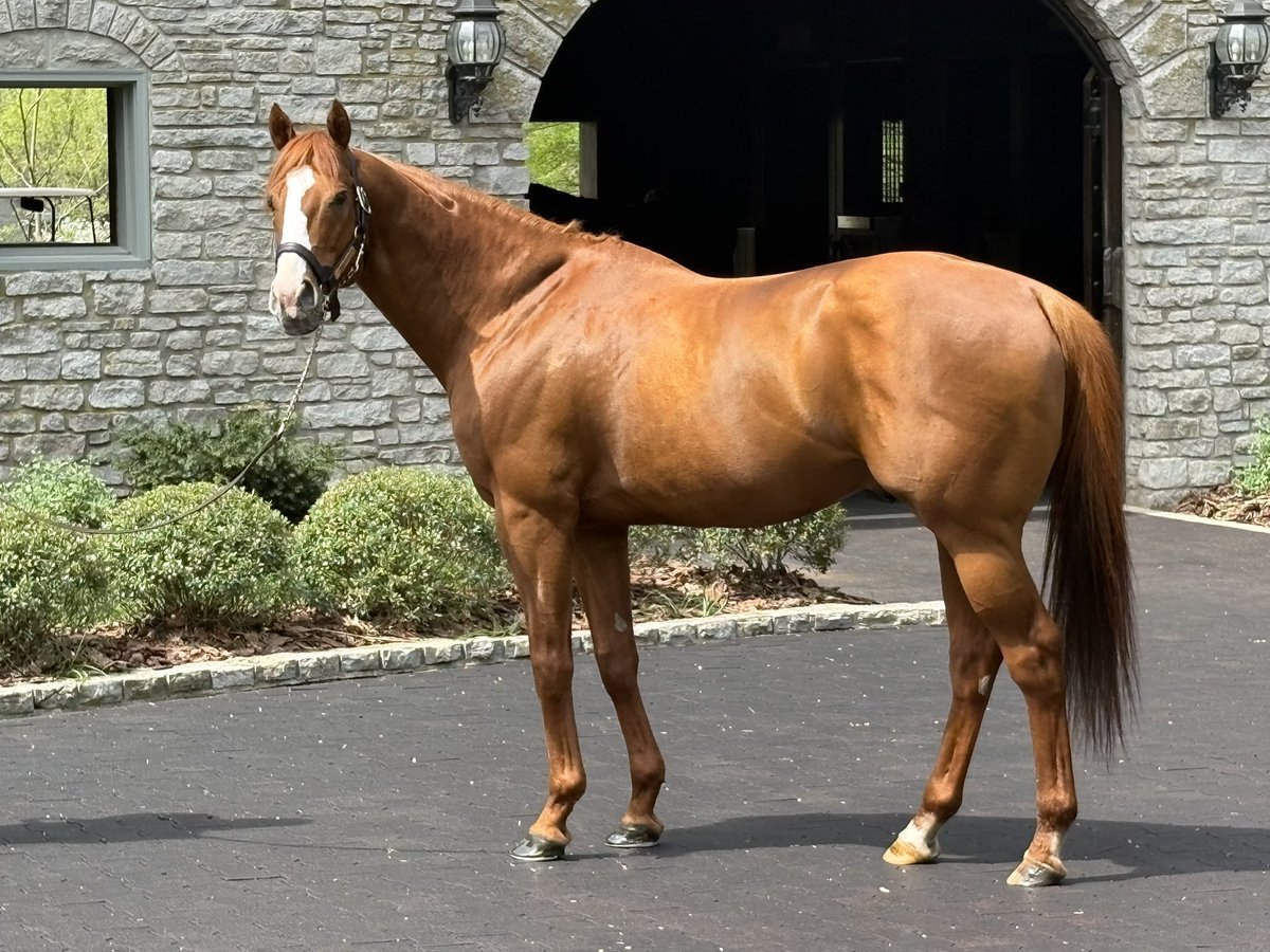 Justify, age 10