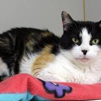Meet Bell, an 11-year-old female #cat who was abandoned when her owner moved. She has a feisty disposition, but can also be sweet, seek attention, and rub against you. Bell is available for adoption at the #Mansfield animal shelter.  ow.ly/OcAR50VFocX #pets