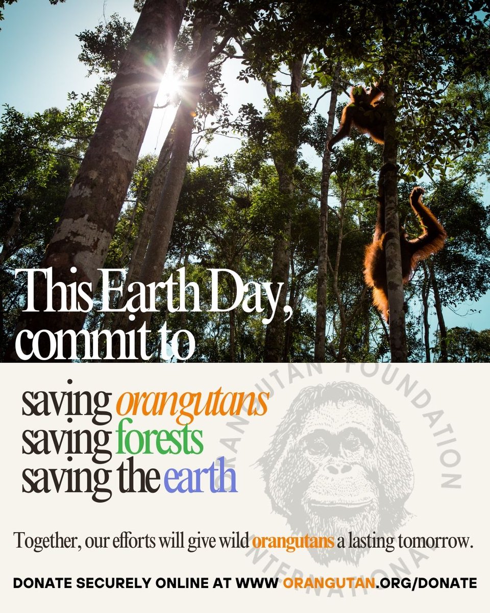 Join Orangutan Foundation International as we celebrate #EarthDay! 

We are committing to save #orangutans, the #forest, and the #Earth

Will you help us? 

Learn more at orangutan.org
