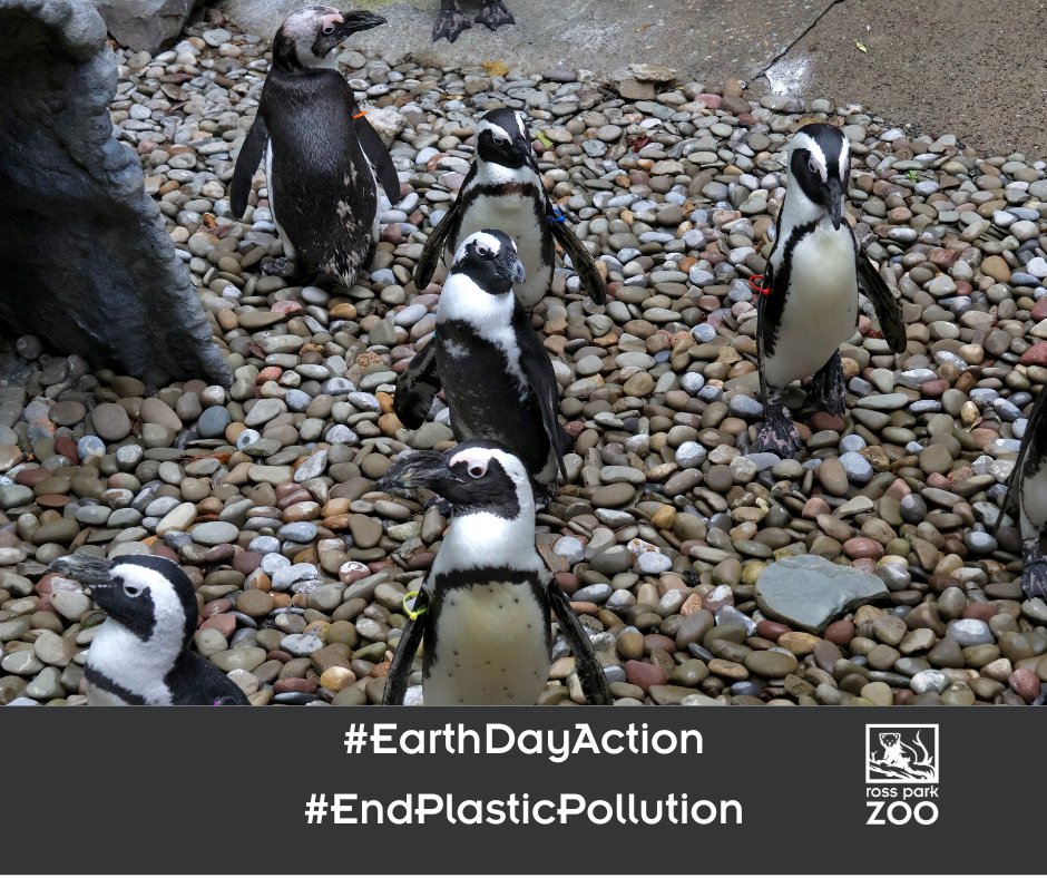 rossparkzoo's tweet photo. #DYK by 20250, there will be more plastic than fish (by weight) in the world's oceans. This Earth Day, we encourage you to take action by signing the petition for the Global Plastics Treaty, https://t.co/m5WvILaJRR #EarthDayAction #EndPlasticPollution #ProtectHabitats https://t.co/LCjmWdsmeF