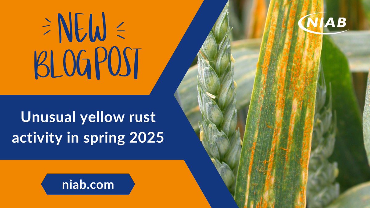 Niab (@niabgroup) on Twitter photo 🆕 #blog: #Niab's <a href="/KanyukaKostya/">Kostya Kanyuka</a> explains about some unusual yellow rust activity, including what we are seeing so far this year and what it might mean ➡️ ow.ly/zVvK50VFzM3 🆕 #blog: #Niab's <a href="/KanyukaKostya/">Kostya Kanyuka</a> explains about some unusual yellow rust activity, including what we are seeing so far this year and what it might mean ➡️ ow.ly/zVvK50VFzM3