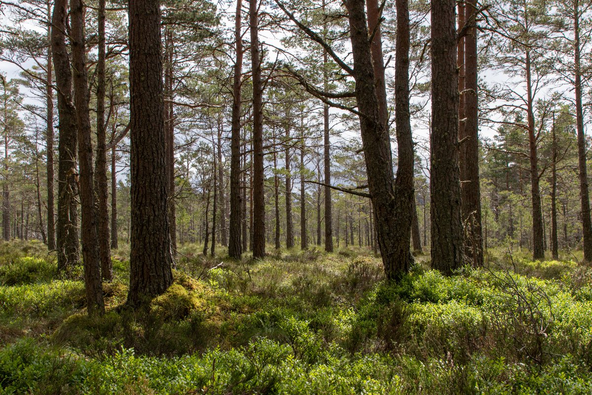 #EarthDay2025 theme is 'Our Power, Our Planet' 🌎 At present cover peatland restoration and woodland creation we have:
•3 projects complete
•3 in progress
•5 in projects in planning
These capture carbon, improve biodiversity, water quality, flood risk, amenity &amp; employment.