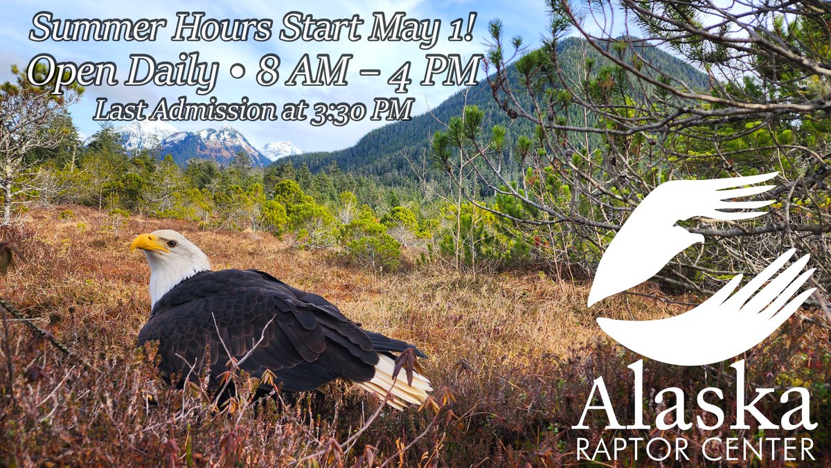 RaptorOrg's tweet photo. Starting May 1, the Alaska Raptor Center kicks off its summer season! Come experience one of Sitka’s top attractions, meet our Raptors-in-Residence, watch recovering eagles in our Flight Training Center, and learn all about Alaska’s incredible birds of prey. #Summer #VisitSitka https://t.co/ABMXH3oSMc