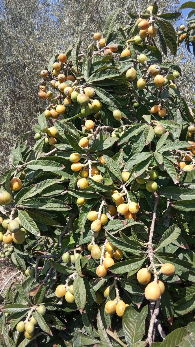 Quest'anno la pianta è stata generosa