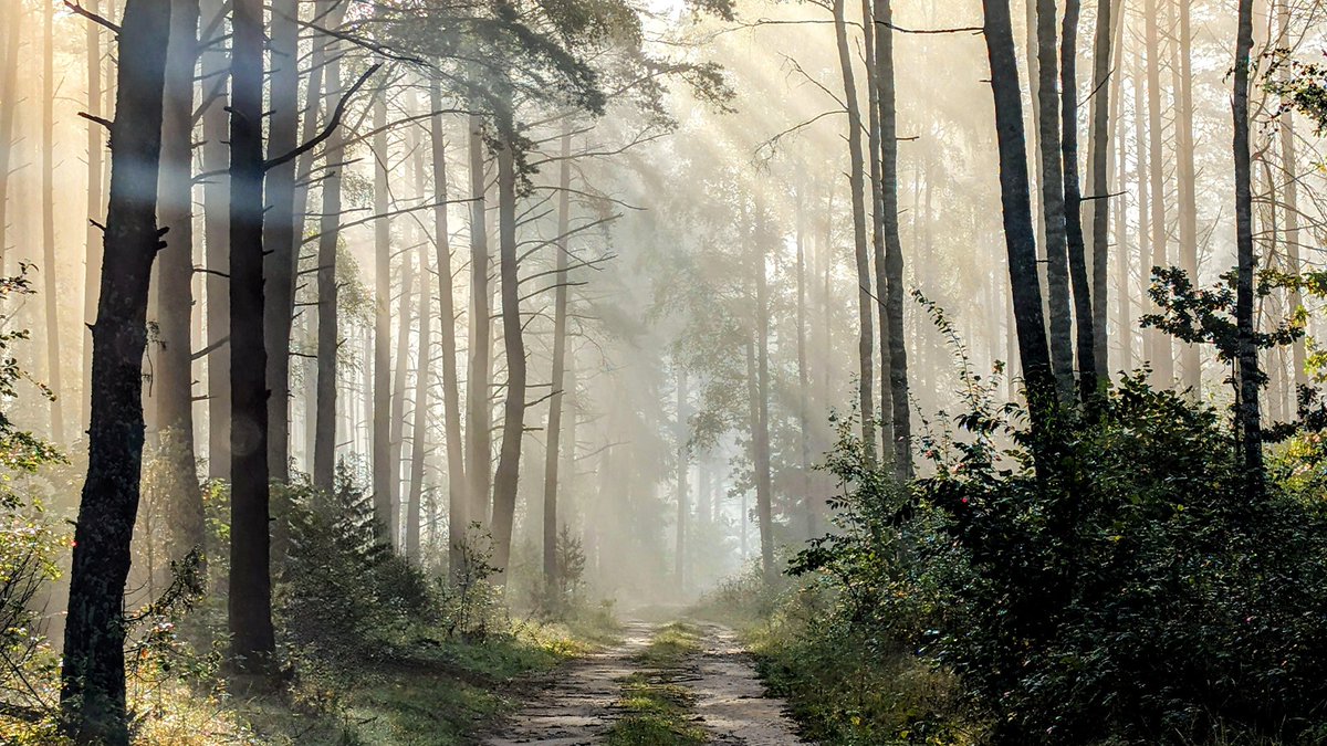 Made by Google tweet media