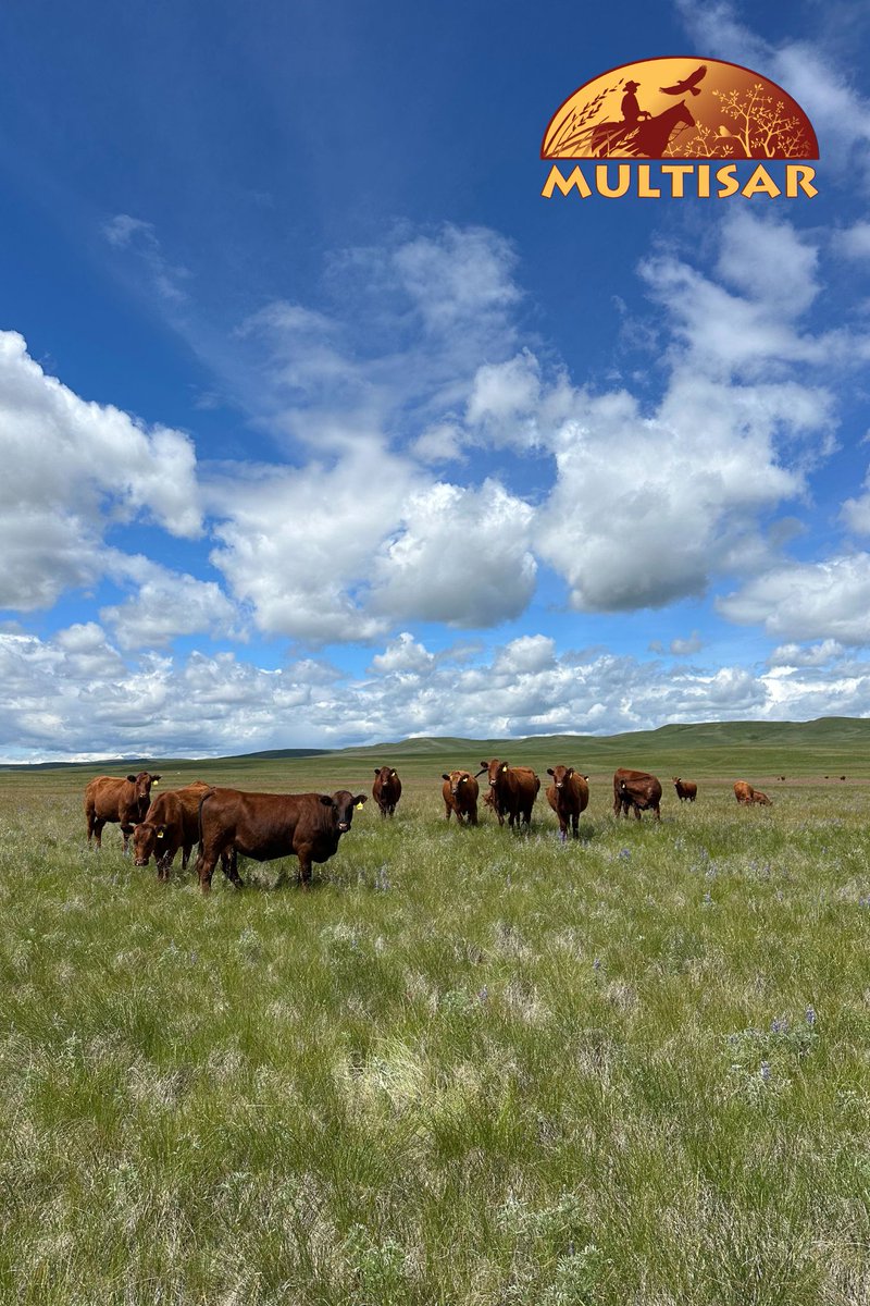 Temperate grasslands are among Earth’s most endangered habitats—and Alberta’s grasslands hold 75% of our species at risk. Well‑managed cattle grazing mimics historic bison herds and keeps these prairies thriving. Hats off to ranchers caring for our grasslands! #EarthDay2025