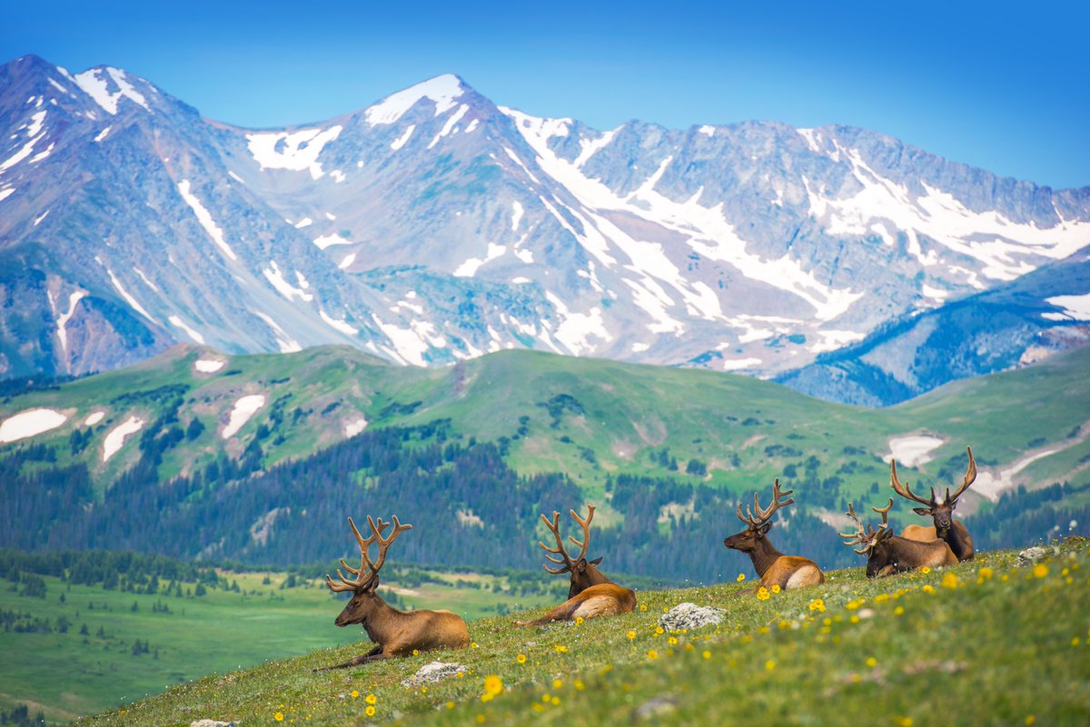 AnimalPlanet's tweet image. These North American Elk are taking in the views on this #EarthDay ❤️🫎

📸: Welcomia

#HappyEarthDay #Elk #Colorado