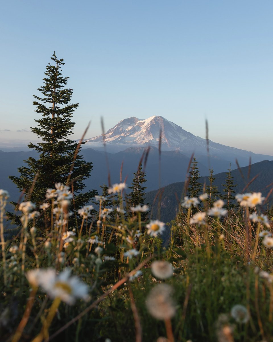 AAA_Washington tweet media