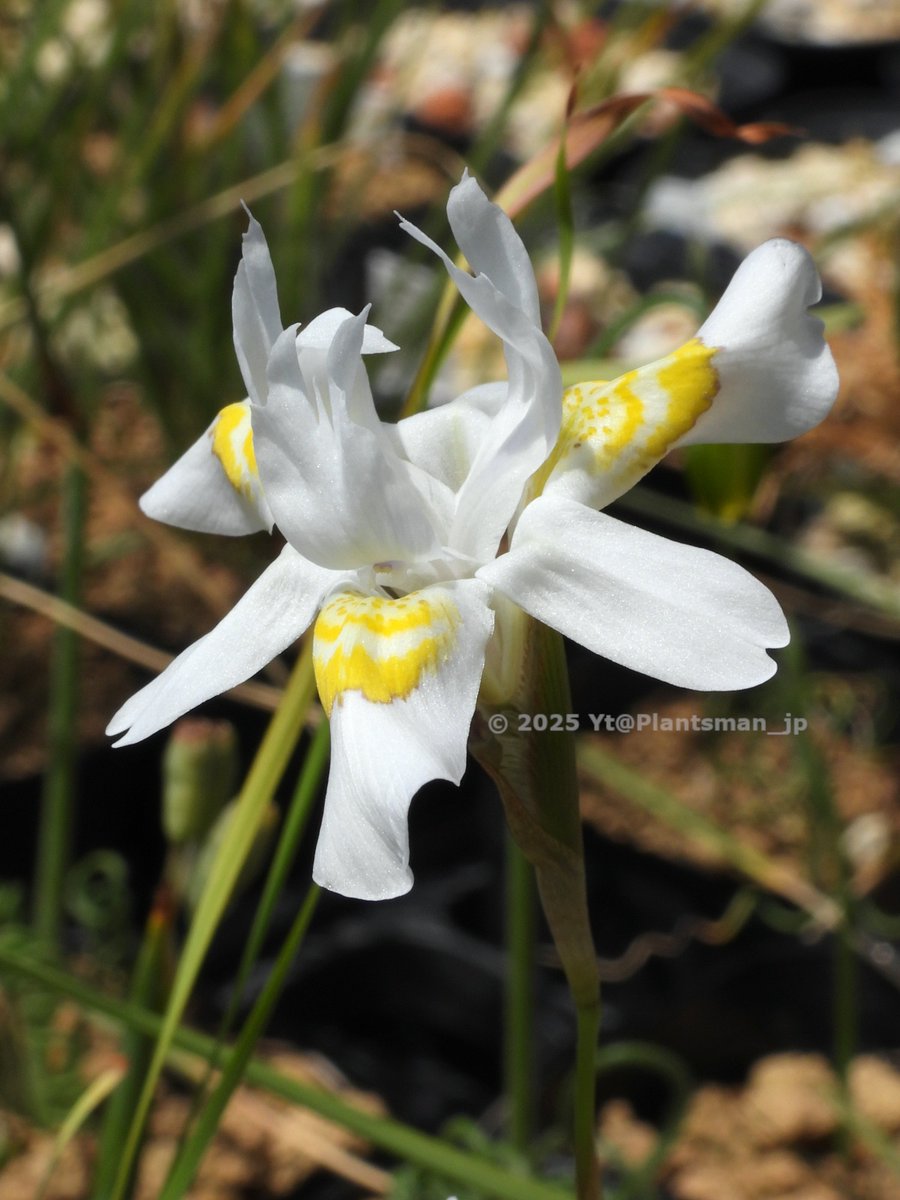 Plantsman_jp's tweet photo. #Moraea saxicola
From Silverhill Seeds, Cat. No. 4414
丈が低い黄色い花は M. serpentina
こぼれ種子が飛び込んだのかな https://t.co/XzGOH2EsDG
