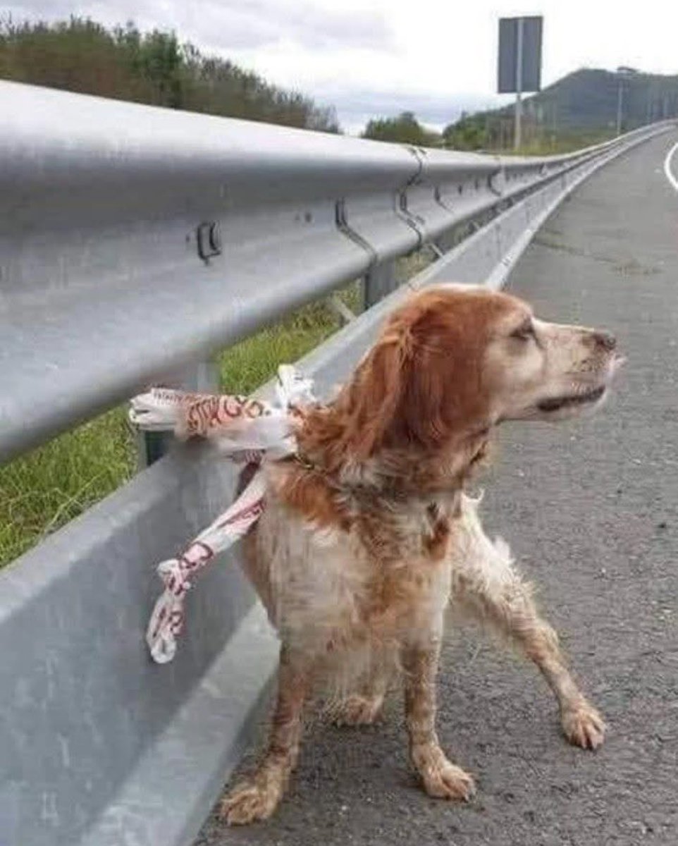 NO EXISTE ACTO MÁS VERGONZOSO, COBARDE Y CRUEL QUE ABANDONAR A ALGUIEN QUE CONFIÓ EN TI Y TE DIÓ TODO SU CARIÑO Y LEALTAD INCONDICIONAL.