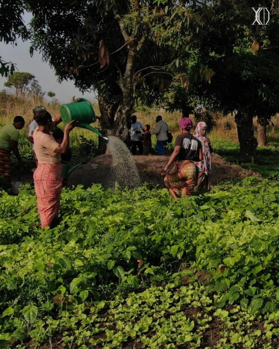 Evens Saint Clair empowers local farmers in Guinea, Haiti, and the Dominican Republic through sustainable agriculture, education, and economic development. By fostering thriving communities, they create a ripple effect of global impact. #CommunityDriven #GlobalImpact