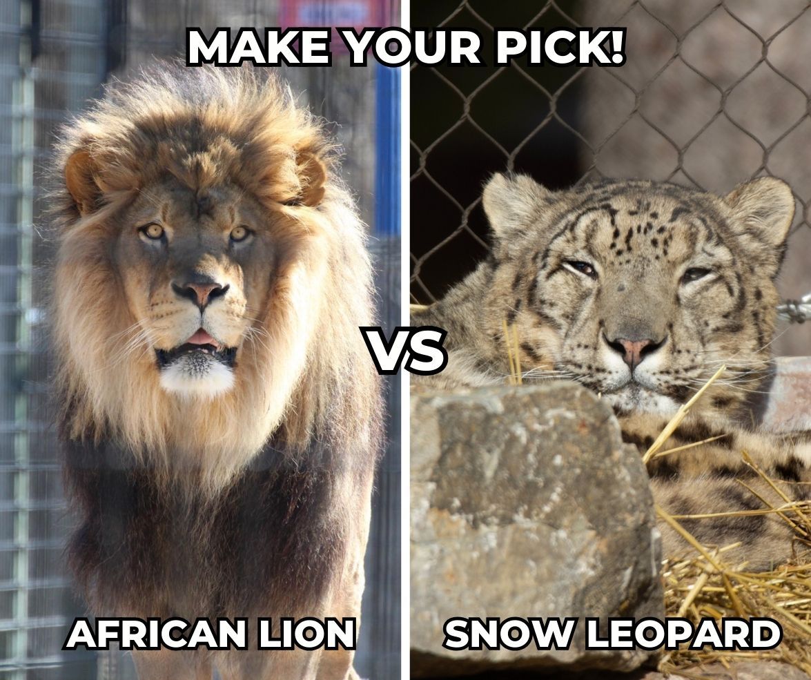 Just for fun... if you were DRAFTING an all-pro animal team - which big cat would you pick: lion or snow leopard? Let us know in the comments!