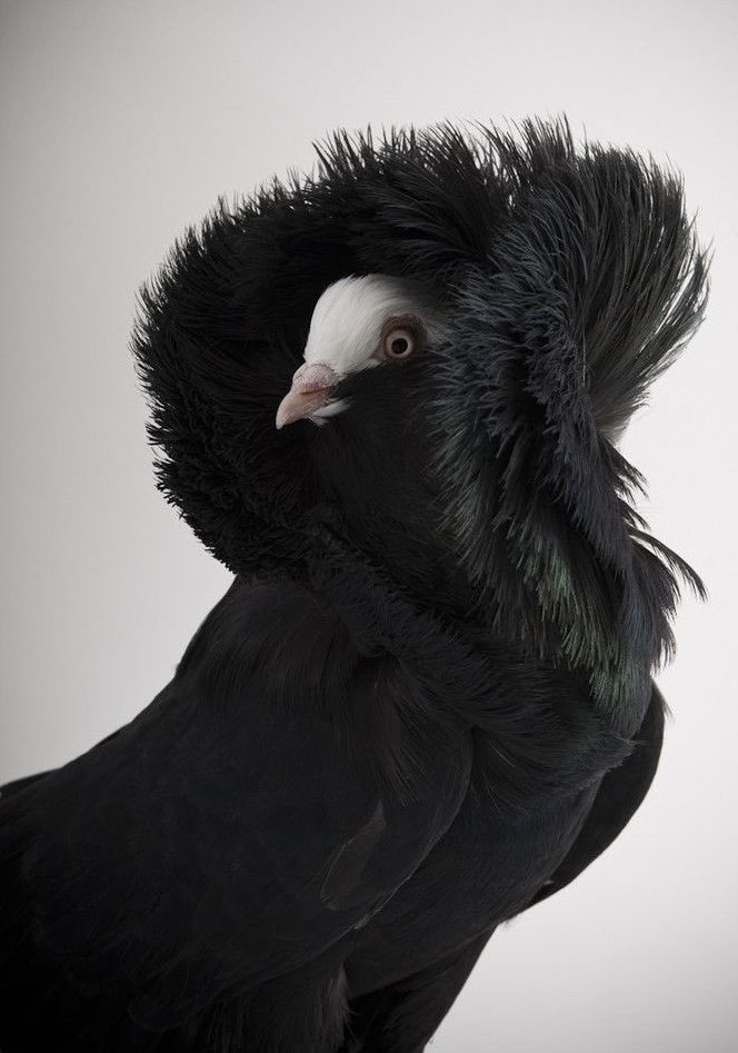 today's makeup inspo - "old Dutch capuchine"