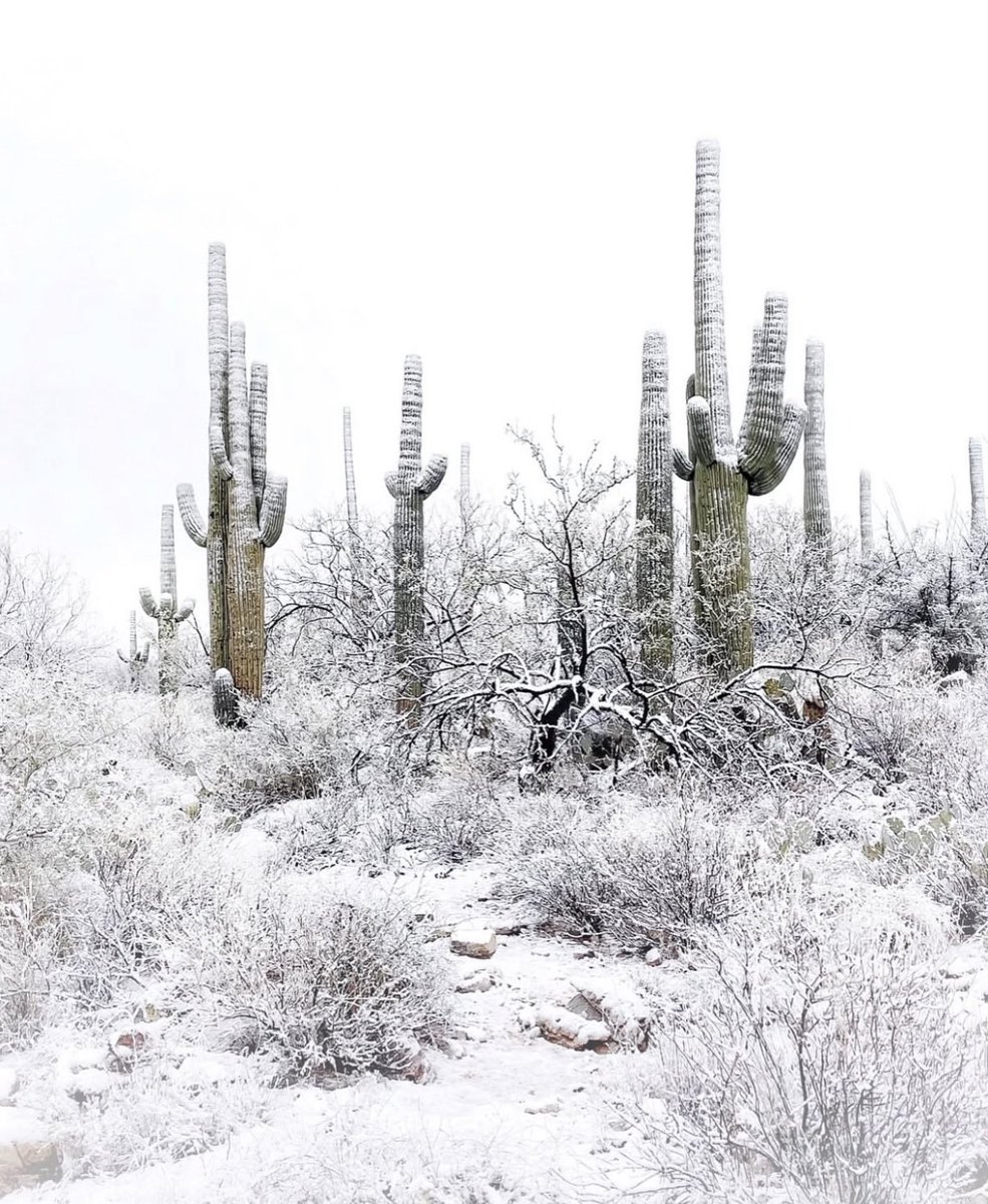 #1 Barstool Arizona🌵 tweet media