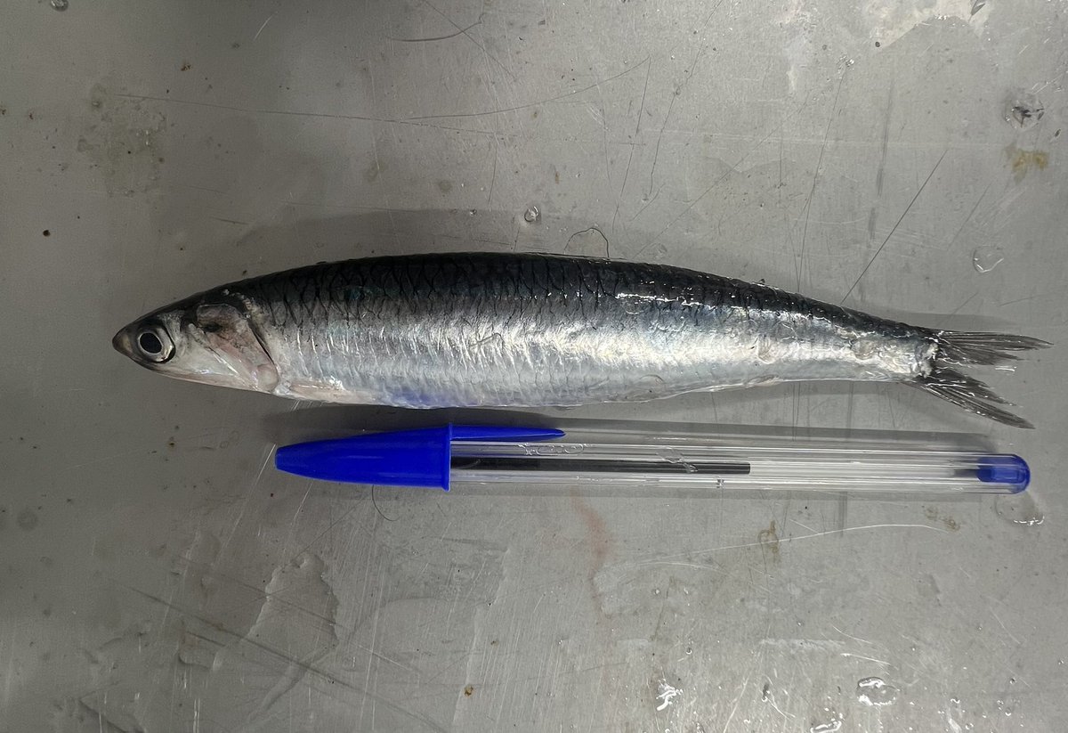 Costera 22/04/25
anchoaslamachina.es