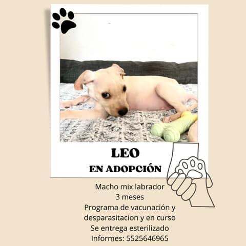 Hilo de perritos en adopción, nos ayudan a compartir?
