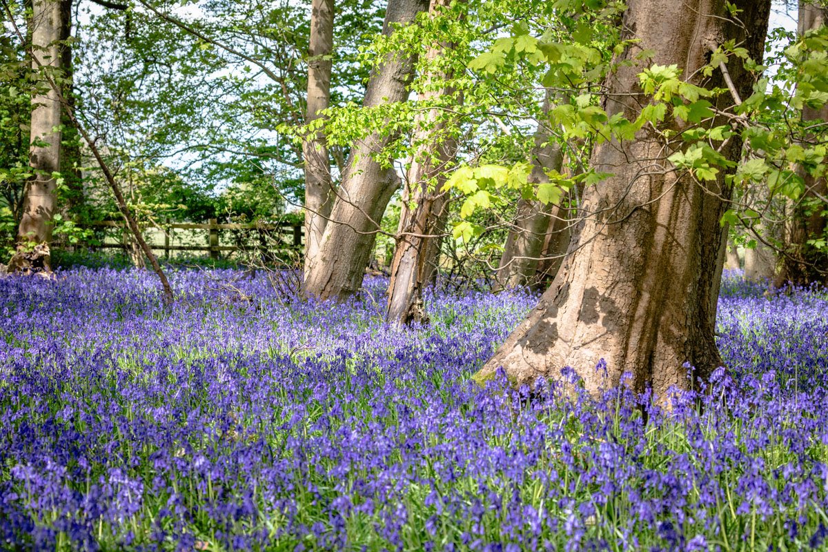 Hay Wood Blue bells

<a href="/SolihullUpdates/">Solihull Updates</a>