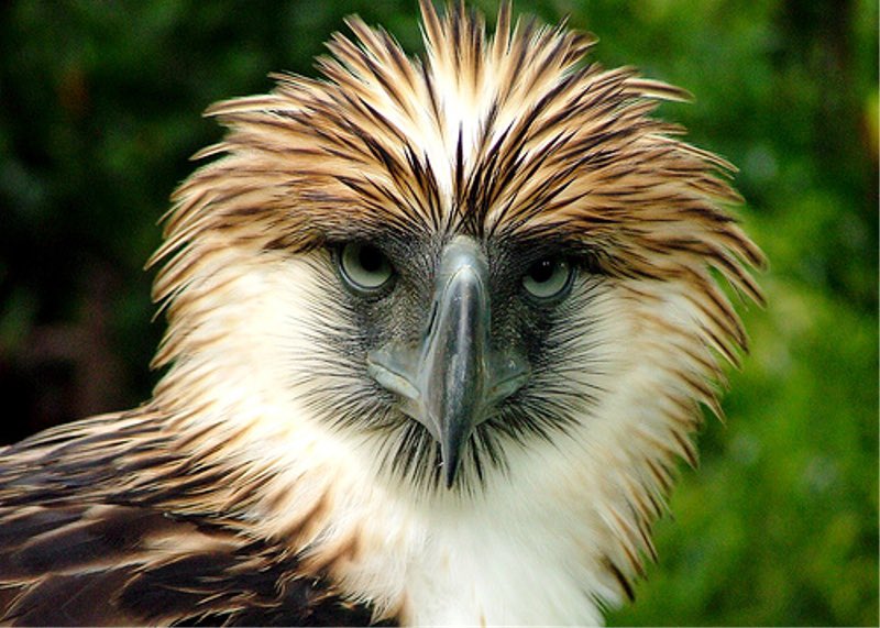 the philippine eagle 

a.k.a. monkey-eating eagle, is a critically endangered species of eagle of the family accipitridae which is endemic to forests in the philippines. they’re considered the largest of the extant eagles in the world in terms of length and wing surface