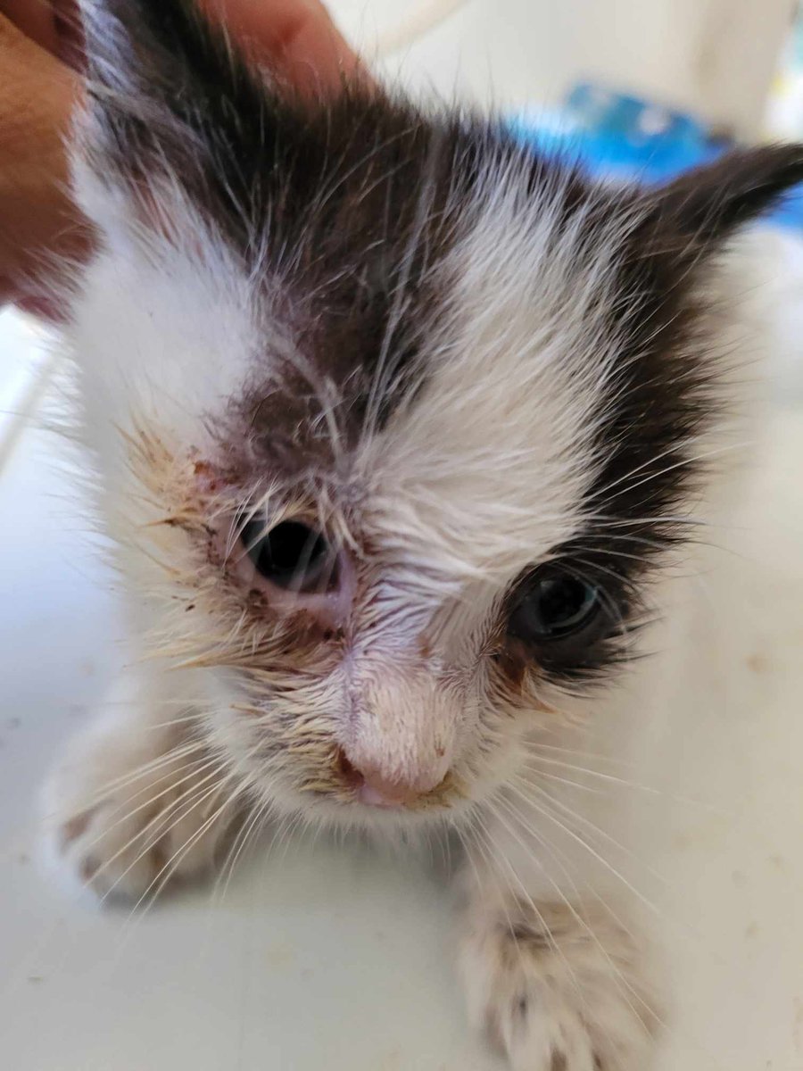 Stérilisez vos chats! 
Ce n’est pas mignon, c’est une vraie misère féline !