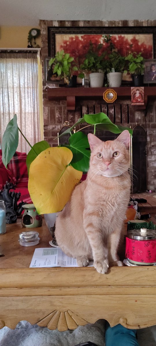 BooBooNubs's tweet image. Painting I did of our cat, Dobby. Water color and acrylic ink on wood.