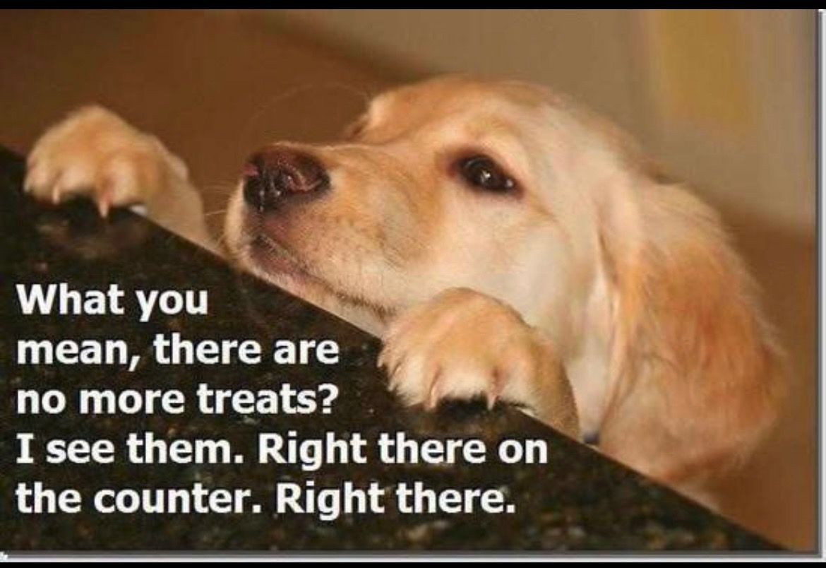ChatWithAnimals's tweet photo. https://t.co/X0PALS2vDv