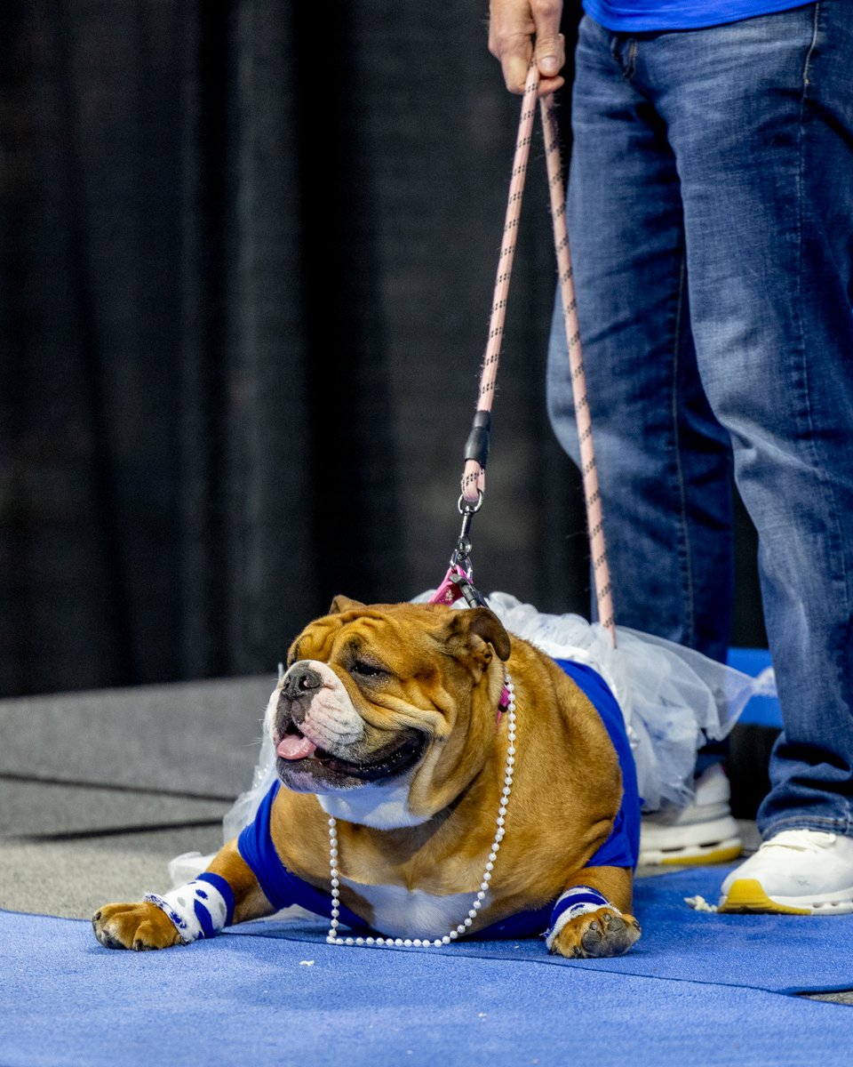 DrakeUniversity's tweet image. Living proof that beauty comes in all shapes, sizes, and wrinkles! 🐶