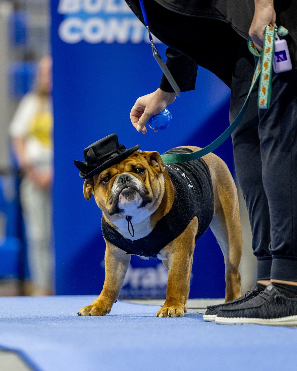 DrakeUniversity's tweet image. Living proof that beauty comes in all shapes, sizes, and wrinkles! 🐶