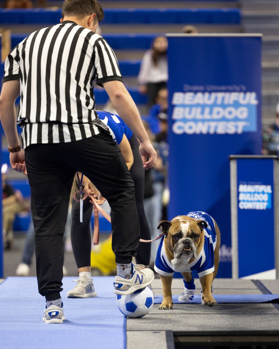 DrakeUniversity's tweet image. Living proof that beauty comes in all shapes, sizes, and wrinkles! 🐶