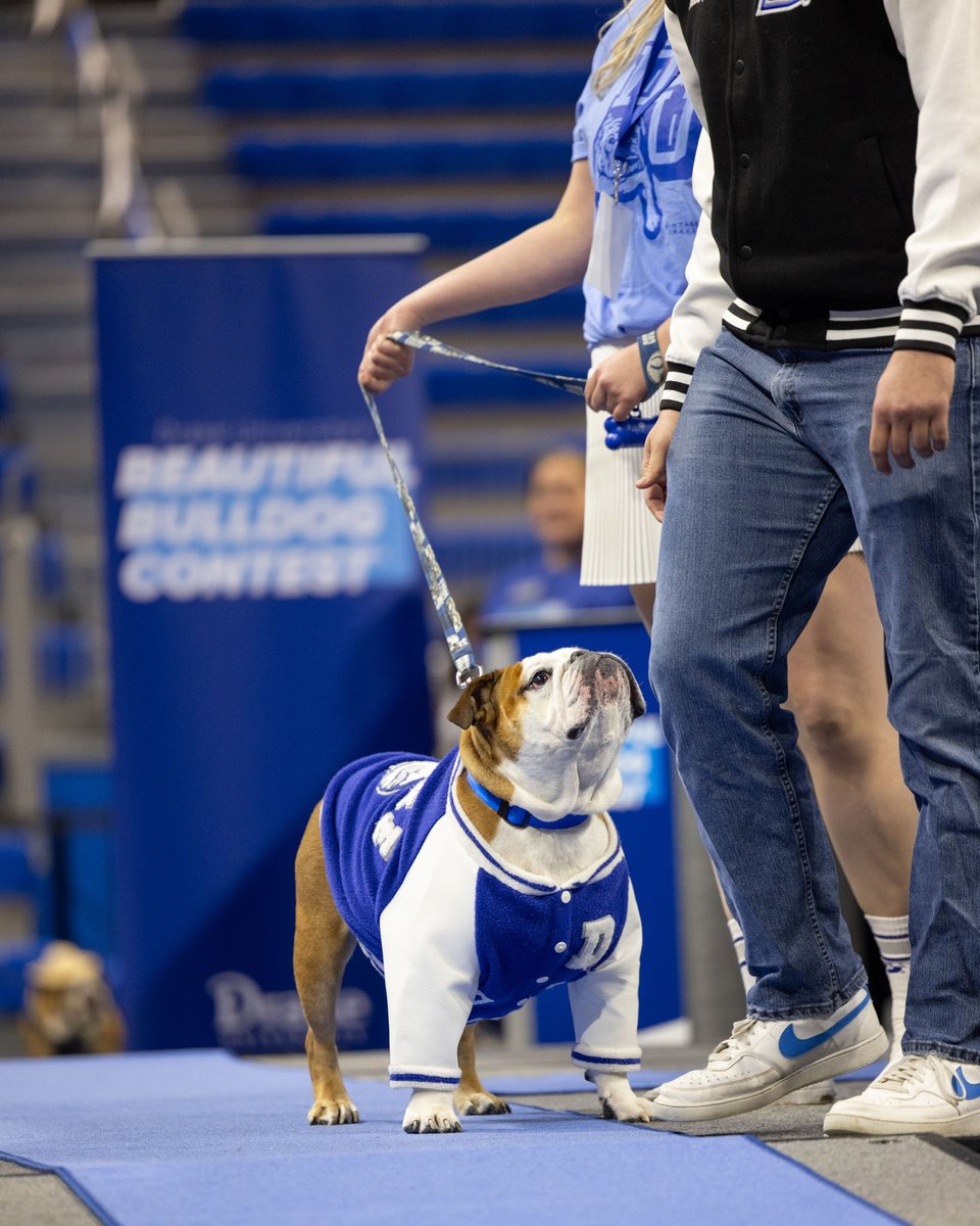 DrakeUniversity's tweet image. Living proof that beauty comes in all shapes, sizes, and wrinkles! 🐶